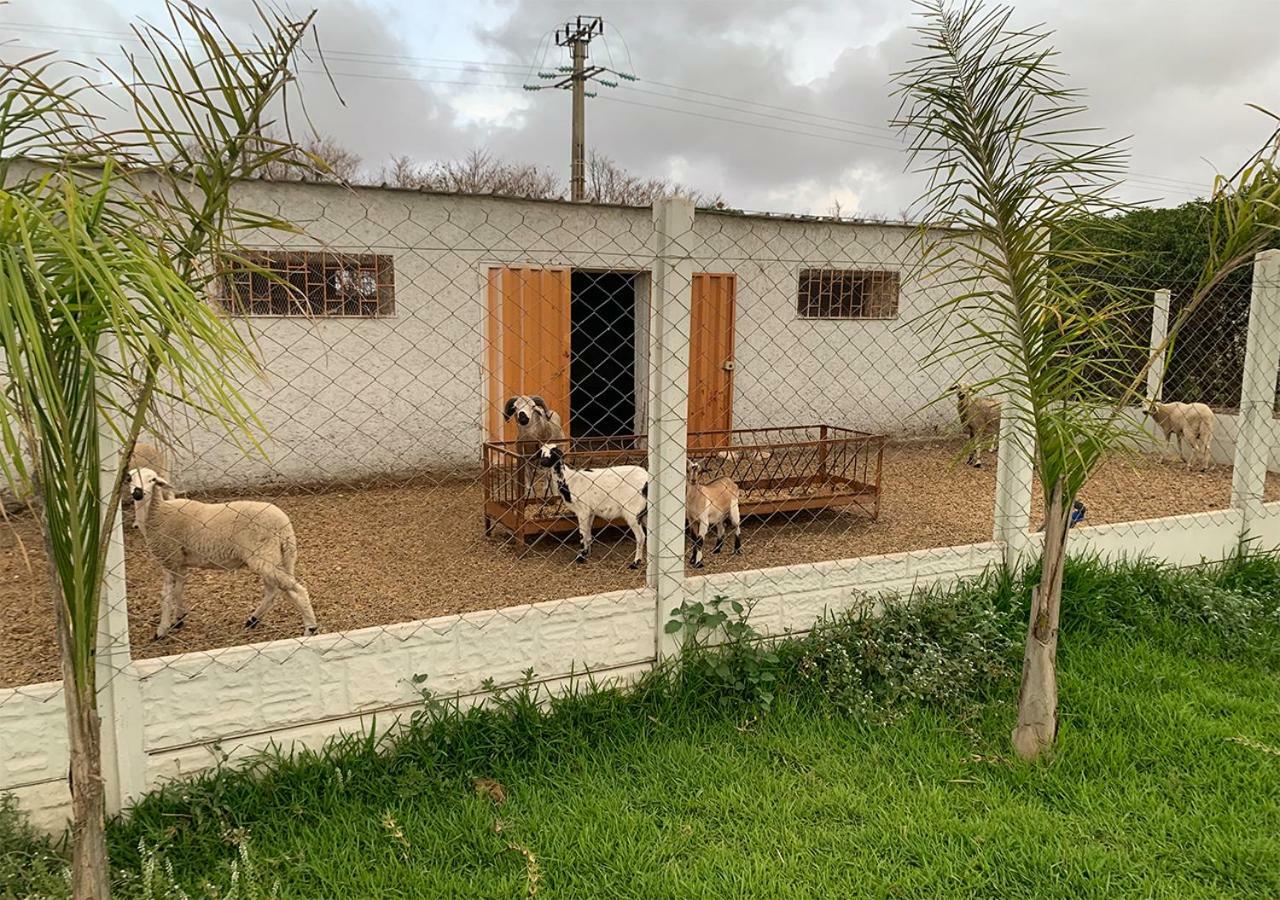 Palm Grove Farm Villa Tit Mellil Kültér fotó